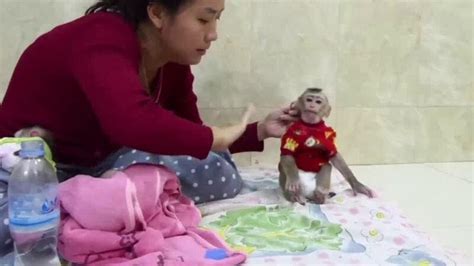 <b>Youtube</b> <b>channel</b> <b>Monkey</b> Expert was set up last week in response to the evil trend, highlighting some of. . Tortured baby monkeys youtube channel